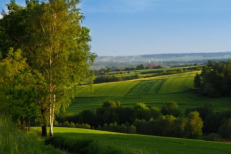 Nature tree fields