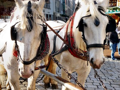 Horses team white