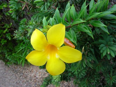 Alamanda summer summer flowers