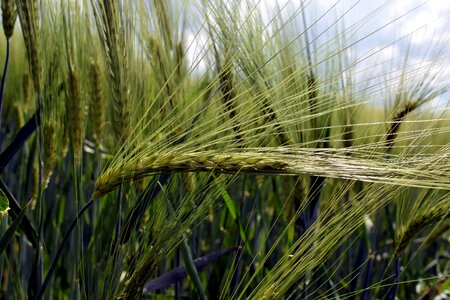 Agriculture beautiful photo dark green
