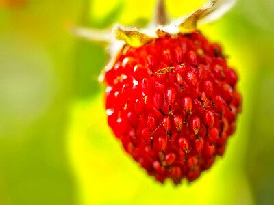 A Group of red Berries