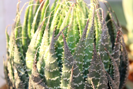 Thorny Plant Cactus photo