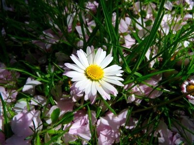 Flower plant spring