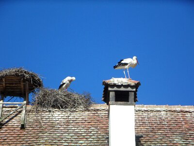 Storchennest breed rattle stork