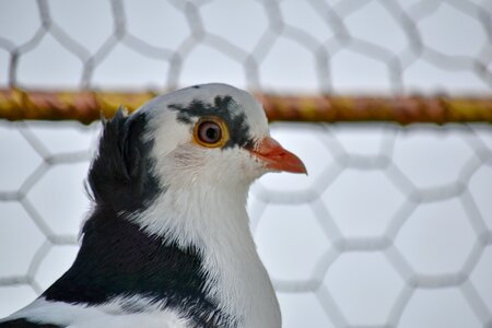 Cage pigeon beak photo