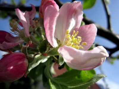 Beautiful Flowers blooming blossom photo