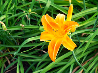 Orange Flower and Leaves photo