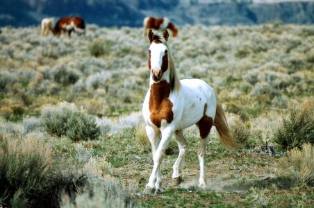 Wild facing animal