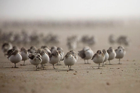Sanderlings-1 photo
