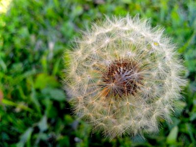 Ball blossom blossoming