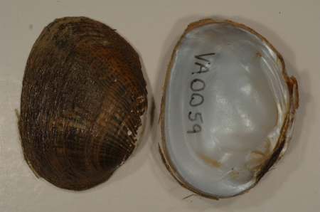 Epioblasma brevidens-1