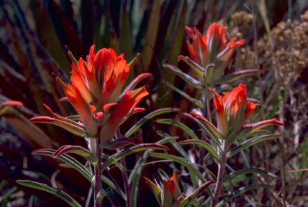 Indian paintbrush plants
