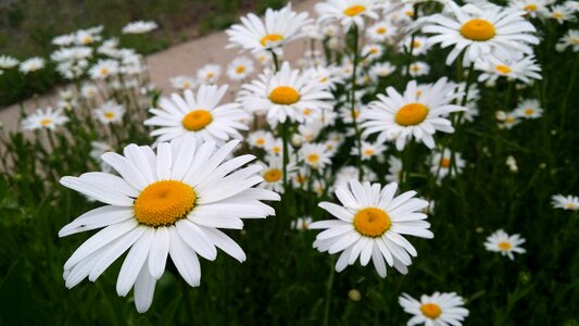 Flowers white spring
