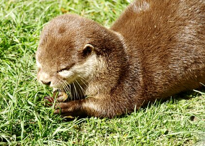 Otter eat lutrinae