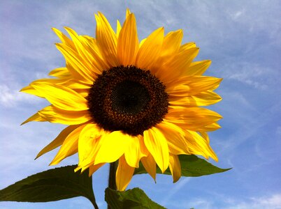 Sunflower flower sky photo
