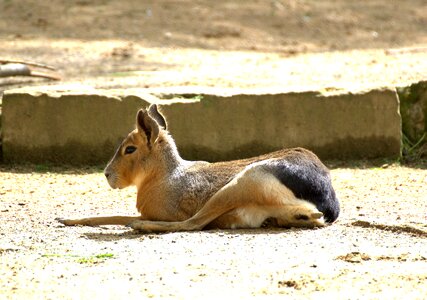 Australia animal world pampashase