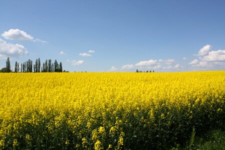 Yellow field art
