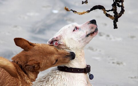 Bite romp beach photo