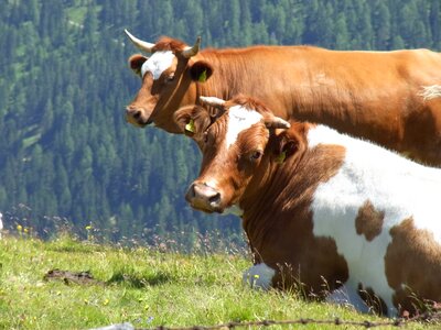Nature cattle cute