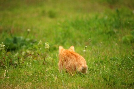 Animal burrow cat