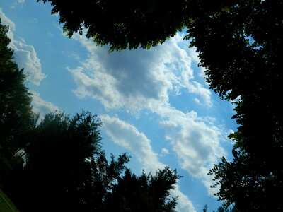Clouds Through the Trees