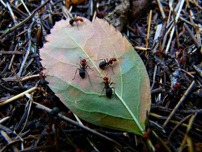 Animals nature leaf