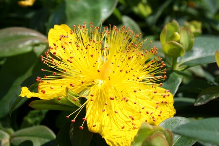 Petal yellow botanical