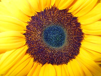 Bloom close up yellow