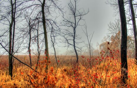 Nature grass trees