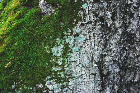 Moss & Tree Bark photo