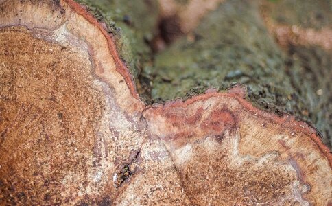 Log like tree cases