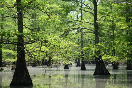 Cypress trees