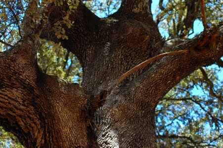 Hug cork oak beautiful photo