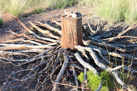 New mexico shamanic native american spirits