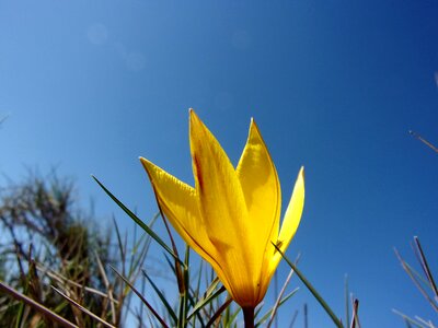 Sky spring yellow