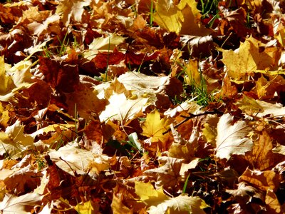 Fall foliage fall leaves gold