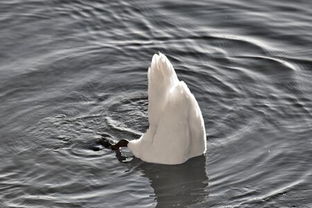 Leg swan tail