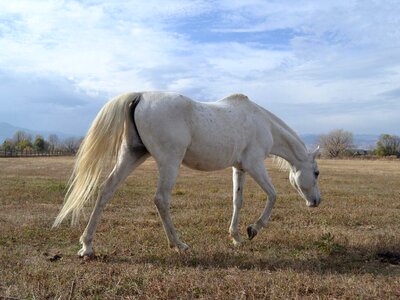 Animal colt horse countryside photo