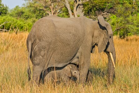 African bush elephant nature south africa
