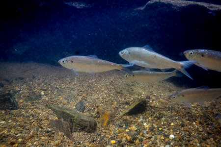 Alewife-3