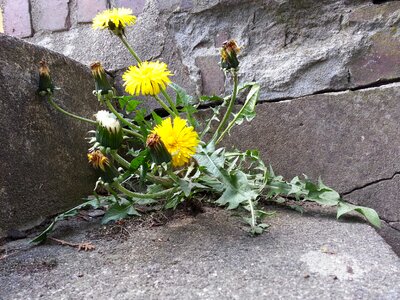 Wall flower stairs