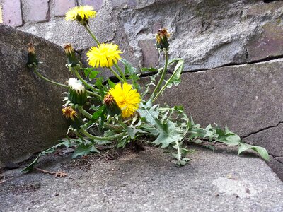 Wall flower stairs photo