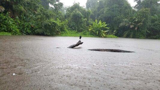 Bad Weather jungle rain photo