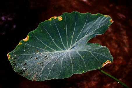 Green macro nature