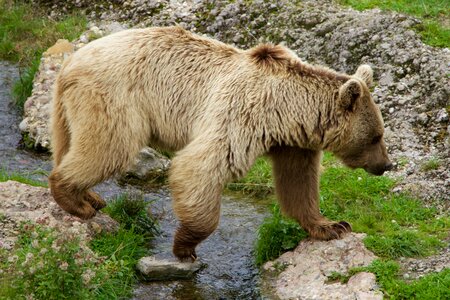 Brown bear siberian bear bear