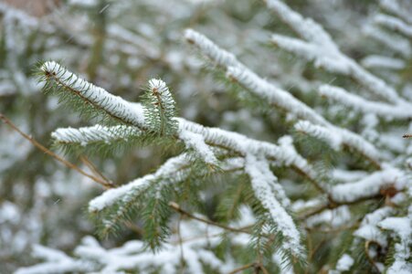 Winter branch tree