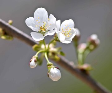 Beautiful Flowers blooming blossom photo