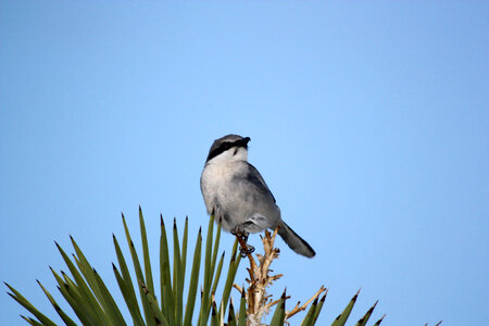 Loggerhead shrike standing on tree