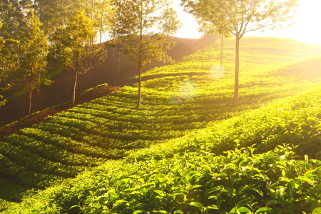 Agriculture countryside meadow