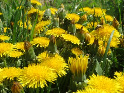 Meadow flora botany photo